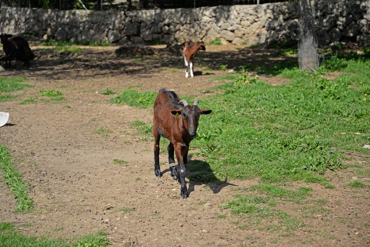 Finca - Agroturisme Sa Parellada Hotel Binibona Екстериор снимка